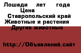 Лошади 10 лет,1,5 года › Цена ­ 70 000 - Ставропольский край Животные и растения » Другие животные   